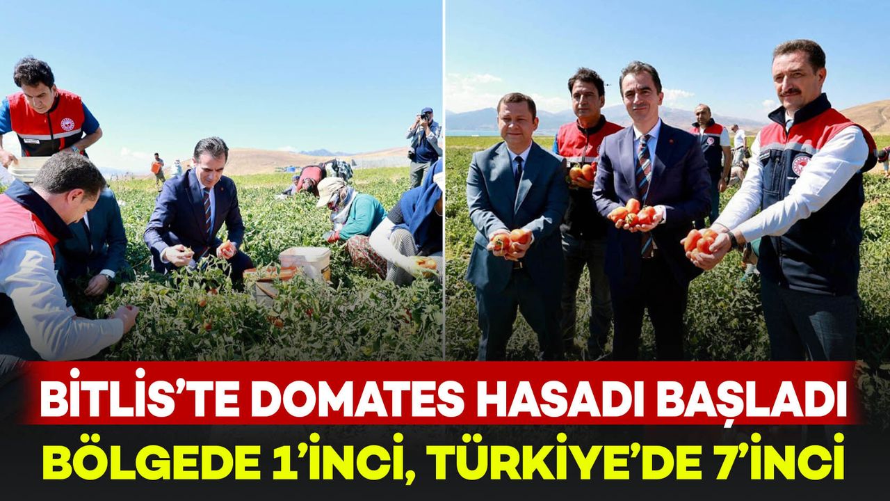 Bitlis'te domates hasadı yapıldı: Üretimde bölgede lider, Türkiye’de 7’nci sırada
