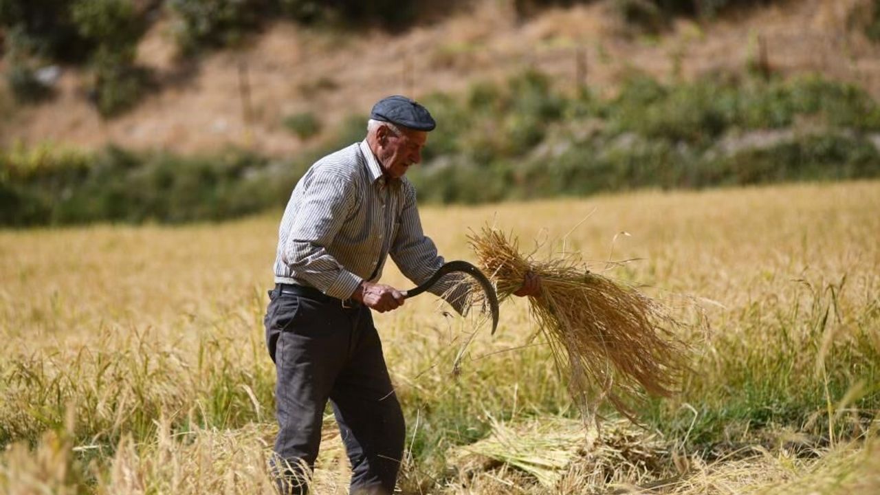 Ne traktör ne makine: Bitlis'te 250 yıllık çeltik geleneği