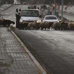 Bitlis’te kara yolundan geçirilen hayvanlar kazaya davetiye çıkarıyor