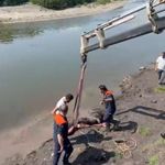 Nehirde bataklığa saplanan at vinçle kurtarıldı