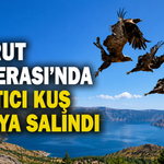 Nemrut Kalderası'nda 5 yırtıcı kuş doğaya salındı