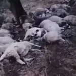 Sürünün üzerine şimşek düştü: 70 koyun telef oldu