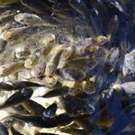 Kura Nehri'ne 300 bin sazan yavrusu bırakıldı
