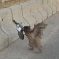 Bölge