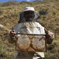 Bitlis