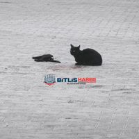 Bitlis