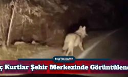Bingöl'de Aç Olan Kurtlar Şehir Merkezinde Görüntülendi