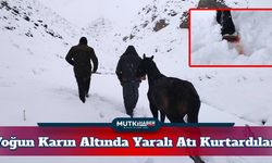Hakkari'de Toynağı Kopan Yaralı At İçin Zorlu Mücadele Verdiler