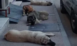 Sokak Köpekleri İle İlgili Yapılan Çalışma Tamamlandı