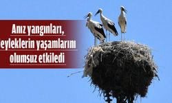 Anız Yangınları en büyük sebep