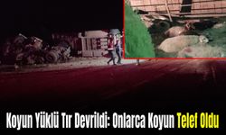 Koyun Yüklü Tır Devrildi: Onlarca Koyun Telef Oldu, 3 Yaralı