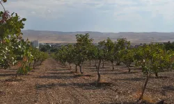 Bölge İlde Fıstık Hasadı Sürüyor: 3 Bin Tondan Fazla Rekolte Bekleniyor