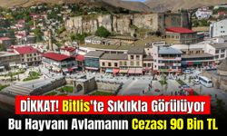 Bitlis'te Çok Görülüyor: Bu Hayvanı Avlamanın Cezası 90 Bin TL Oldu