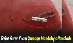 Evine Giren Yılanı Çamaşır Mandalıyla Yakaladı