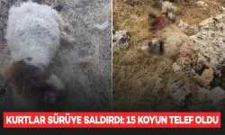 Kurt Sürüsü Yine Katliam Çıkardı: 15 Koyun Telef Oldu