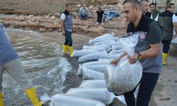 Bu İlde 2 Milyon Yavru Sazan Suya Salındı