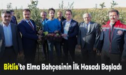 Bitlis Ahlat'ta Elma Bahçesinin İlk Hasadı Gerçekleştirildi