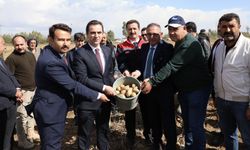 Sofraların Vazgeçilmezi Ahlat Patatesinde Hasat Başladı