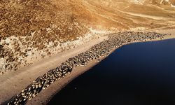 Nemrut'ta Sürülerin Tozlu Yolculuğu Havadan Görüntülendi