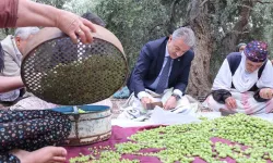 Bölge İlde Zeytin Hasadı Başladı