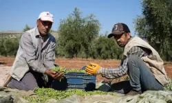 Zeytinde erken hasat ve soğuk sıkım dönemi