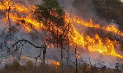 Hatay'da Orman Yangını: 5 Hektar Alan Zarar Gördü