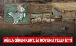 Ağıla Giren Kurt, 26 Koyunu Telef Etti