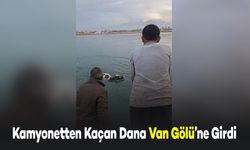 Kamyonetten Kaçan Dana Van Gölü'ne Girdi