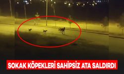 Sokak Köpekleri Sahipsiz Ata Saldırdı