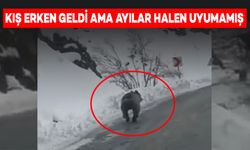 Bu Yıl Kış Erken Geldi Ama Ayılar Halen Uyumamış