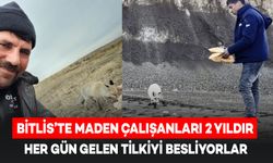 Bitlis'te Maden Çalışanları 2 Yıldır Tilkiyi Besliyorlar