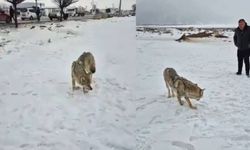 Yaralı Kurt Bitlis'te Güpegündüz Sanayi Bölgesine İndi