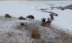 Bitlis'te 2 Bin 150 Rakımda Hayvan Yetiştiricilerinin Zorlu Kış Mesaisi Başladı