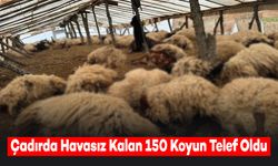 Çadırda Havasız Kalan 150 Koyun Telef Oldu