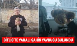 Bitlis'te Yaralı Şahin Yavrusu Bulundu