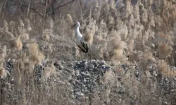 Dicle Nehri Havzası'nda Leylekler Göç Etmiyor, İklim Değişikliği Etkisi Tartışılıyor