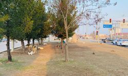 Köpek Saldırısına Uğrayan Çocuk Yaralandı