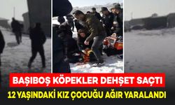 Başıboş Köpekler Saldırdığı 12 Yaşındaki Kız Ağır Yaralandı