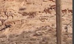 Nesli Tükenme Tehdidi Altındaki Yaban Keçileri Cep Telefonuyla Görüntülendi