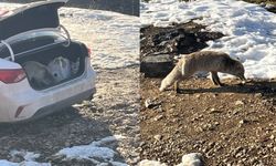 Bitlis'te dağ başında aç kalan tilkiyi beslediler
