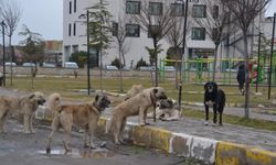 Bakan Tunç'tan Köpek Saldırısında Hayatını Kaybeden 2 Yaşındaki Bebek İçin Açıklama