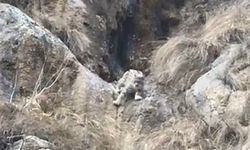 Ormanın hayaleti Vaşağın Kamuflajı Mest Etti