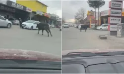 Sanayi Sitesine Giren Boğa Esnafı Kovaladı