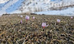 Bitlis'te Baharın Müjdecisi Çiğdemler Açtı