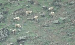 Koruma Altındaki Yaban Keçileri Sürü Halinde Görüntülendi