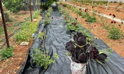 Nadir Güzellik Karagül’de Hasat Başladı