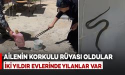 Ailenin Yılan Kabusu: İki Yıldır Evlerinde Yılanlarla Yaşıyorlar