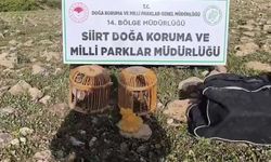 Siirt’te Kınalı Keklik Avlayan Şahsa 63 Bin TL Ceza Kesildi