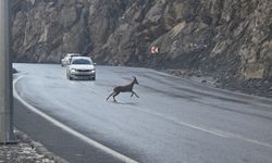 Dağ Keçileri Yola İndi, Sürücüler Yol Verdi