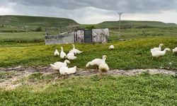 Kaz Fiyatları Gram Altını Solladı